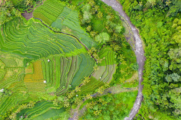 巴厘岛梯田的鸟瞰图图片下载