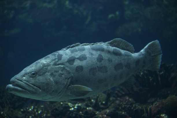 马铃薯石斑鱼(图库拉石斑鱼)游泳在深蓝色的水图片下载