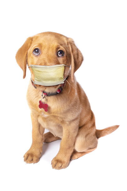 可爱的红狐拉布拉多在面具图片下载