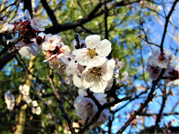 2月。日本。梅花在日出。图片下载
