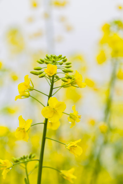 油菜花儿图片下载