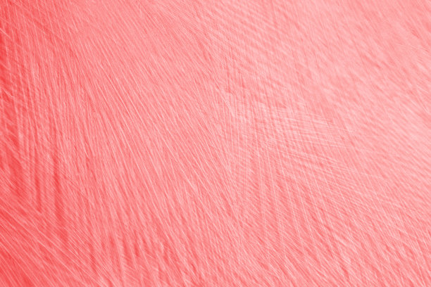 美丽的深红色栗色羽毛羊毛图案纹理背景图片下载