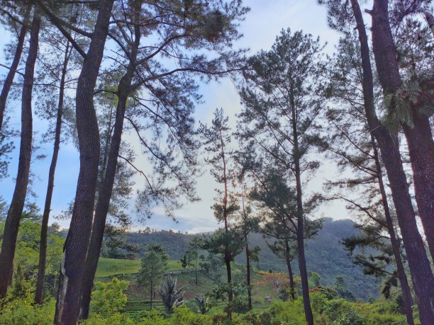 印度尼西亚松树景观图片下载