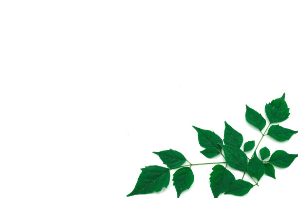 绿色叶子纹理的角落在白色的背景图片下载