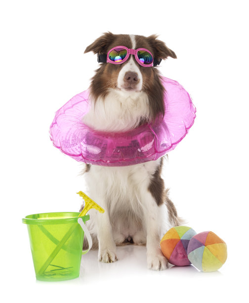 澳大利亚牧羊犬图片下载