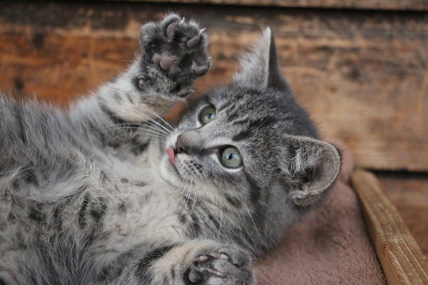 美丽的小猫躺着玩，舌头伸出来图片下载