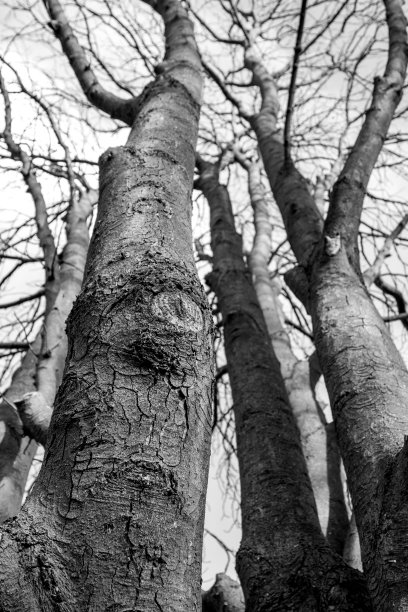 没有叶子的树干，黑白相间图片下载