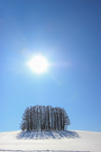 森林里有一片蓝天图片下载
