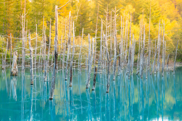蓝色的池塘，湖水和枯树湖与倒下的树的背景图片下载
