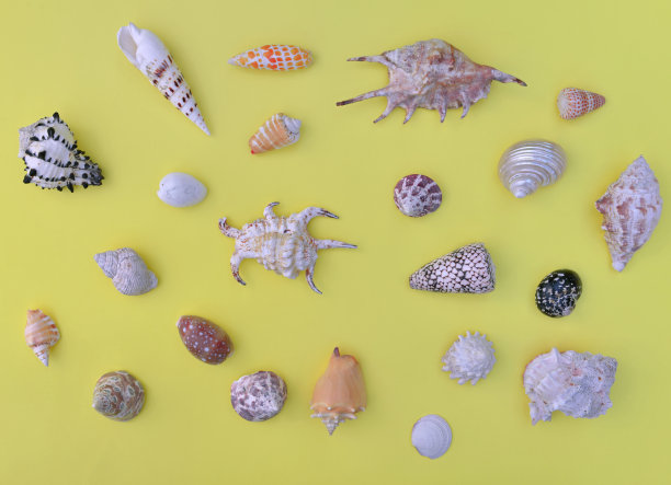 俯视图热带贝壳排列在黄色的背景图片下载