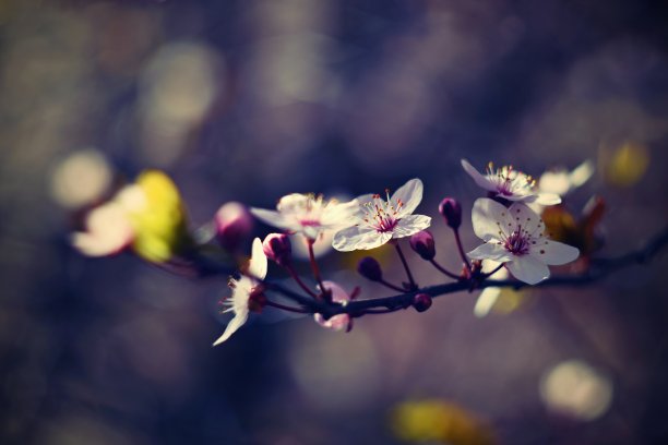 春天的背景。春树姹紫嫣红绽放美丽。日本樱桃-樱花。自然背景。图片下载