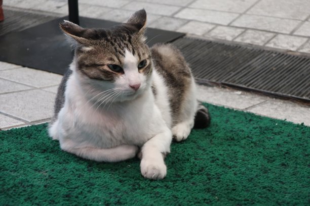 日本的一只可爱的猫图片下载