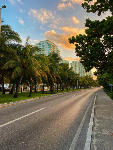 有棕榈树和建筑物的道路城市图片下载