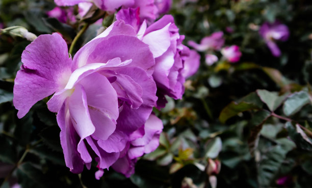 紫色的花图片下载