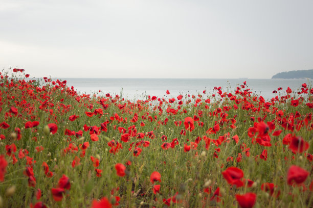 红色罂粟花图片下载