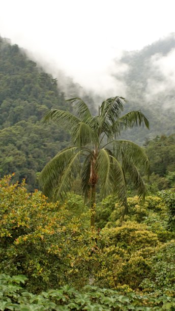云滚进峡谷图片下载
