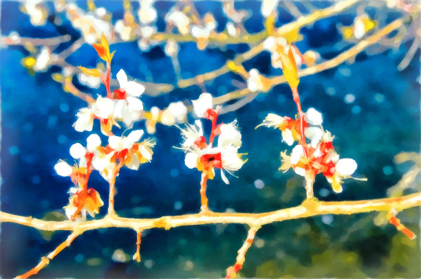 水彩春天的风景。一朵盛开的樱桃枝。数字绘画-插图。水彩绘画。图片下载