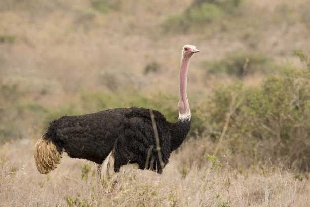 马赛马拉一只雄性鸵鸟的肖像图片下载