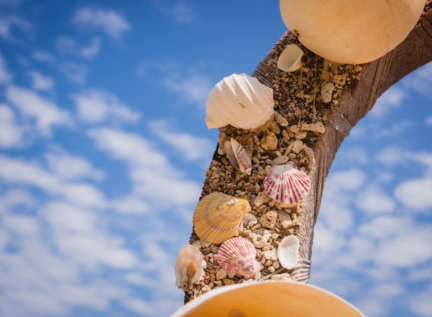 节日装饰。夏天海滩上的概念。海洋野生动物。图片下载