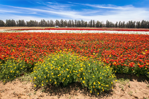 以色列美丽的晴朗春日图片下载