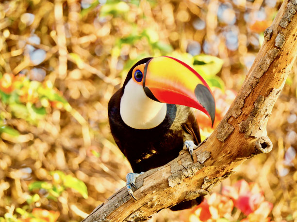 托科巨嘴鸟在树枝上图片下载