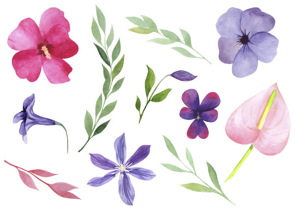 热带收集的奇异的花和叶。素材图片