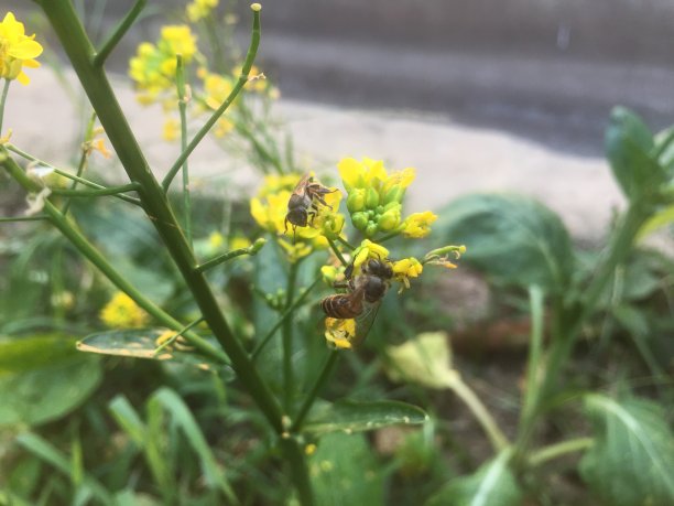 一朵花上的蜜蜂图片下载
