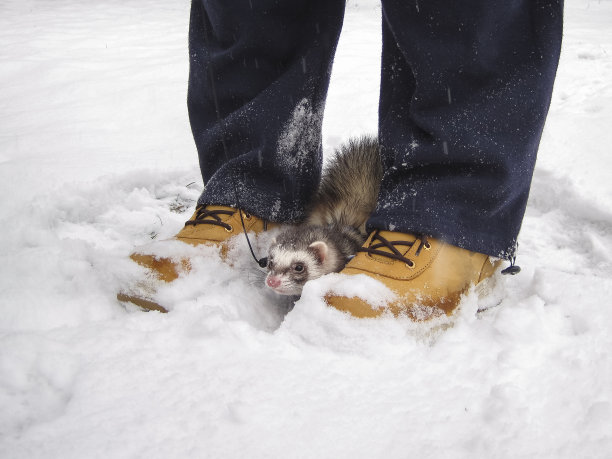 冬天雪地里两腿之间的小雪貂图片下载