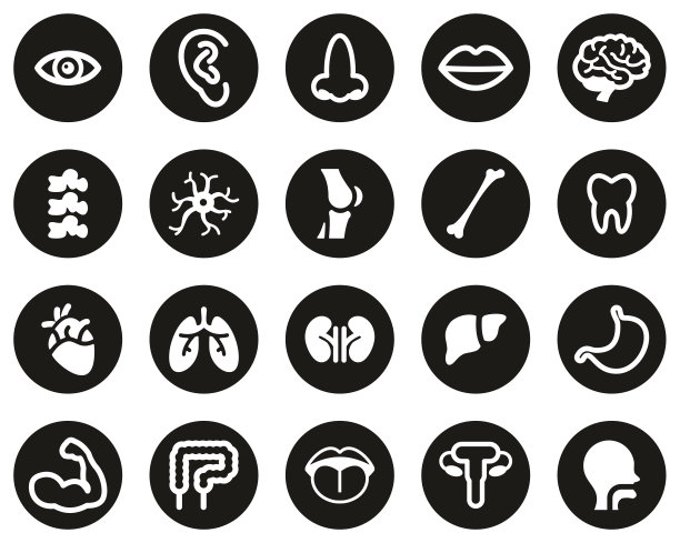 人体解剖或人体部分图标白色在黑色平面设计圈设置大图片下载
