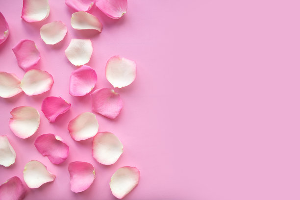粉红色和白色的玫瑰花瓣在粉红色的背景上。图片下载