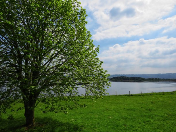 湖树视图图片下载