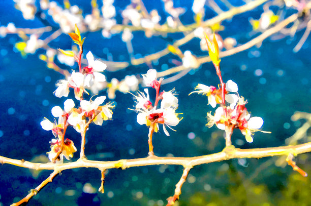 水彩春天的风景。一朵盛开的樱桃枝。数字绘画-插图。水彩绘画。图片下载