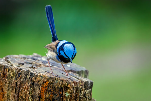 一只美丽的鹪鹩栖息在树桩上图片下载
