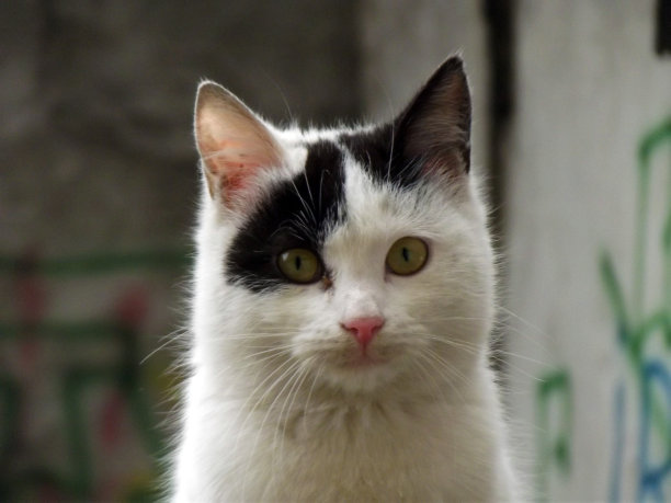 天然黑蒙面猫图片下载