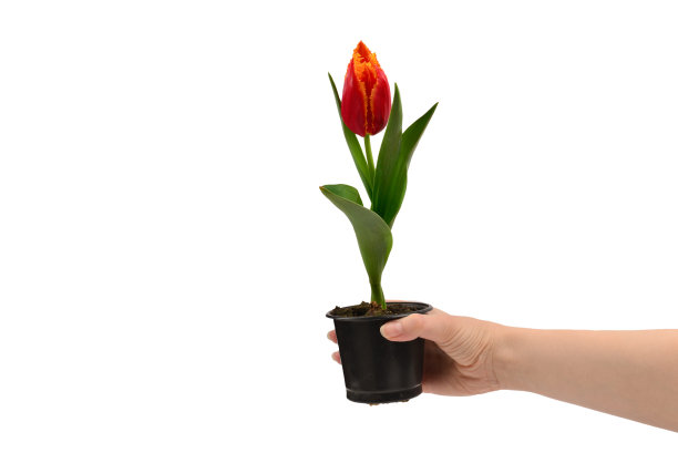 白色背景下的手捧盆栽郁金香图片下载