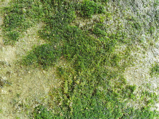 雨后的背景和壁纸上的绿色苔藓纹理的特写图片下载