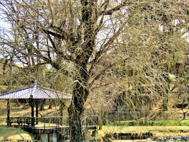 3月初。日本公园里的露台。千叶县古贺市。图片下载