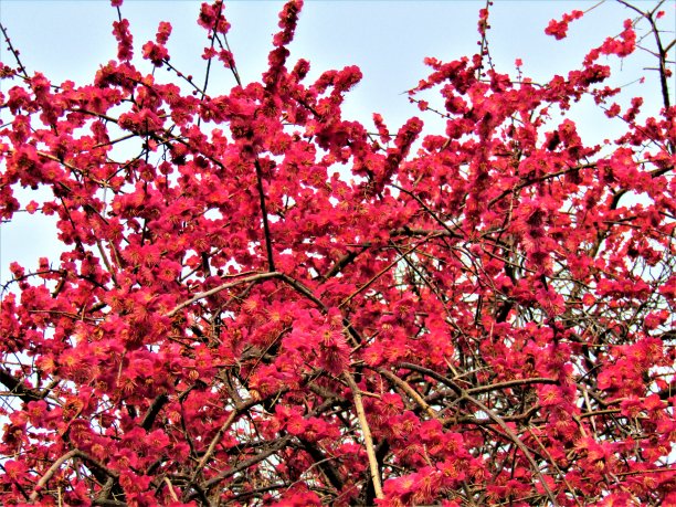 2月。日本。一切都是紫色的。早晨是梅园。图片下载