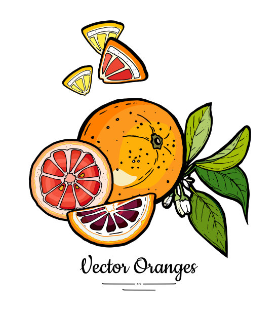 橙子集向量孤立。整块切成小块，橘红色的葡萄柚片，花，叶子。水果柑橘手绘图片下载