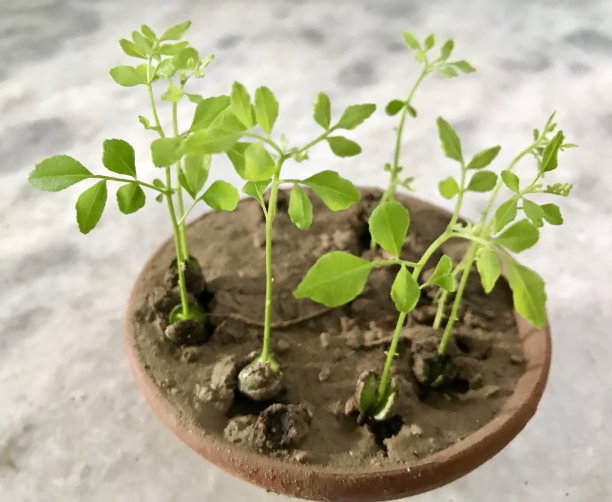 营养微型蔬菜图片下载