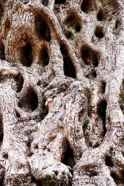 橄榄树树皮棕色背景纹理图案。老化风化的木质表面图片下载