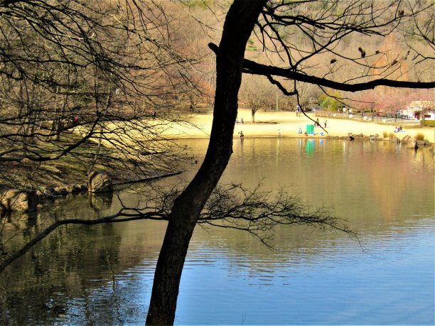 日本。三月初晴朗的一天。森林中的小湖。图片下载