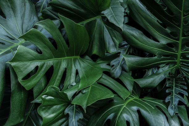 绿叶质地，自然背景图片下载