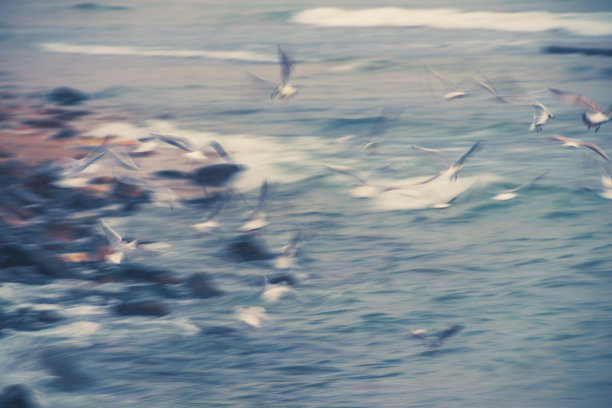 海鸥摘海鸟掠过海浪，长时间暴露图片下载