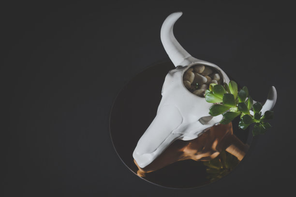 仙人掌盆栽植物图片下载