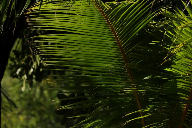 印度洋毛里求斯沙马雷勒的椰子树叶图片下载