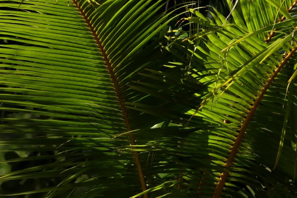 印度洋毛里求斯沙马雷勒的椰子树叶图片下载