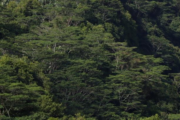 毛里求斯沙马雷尔的拉维莱翁天然森林，印度洋，非洲图片下载