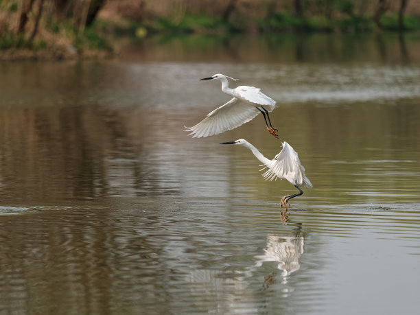 飞鸟在湖里捉鱼，两只白鹭在水面上翩翩起舞。图片下载