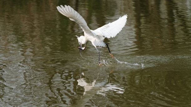 飞鸟在湖里捉鱼，白鹭在水面上翩翩起舞。图片下载